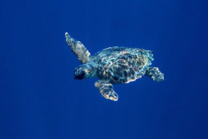 Tortue dans l'océan