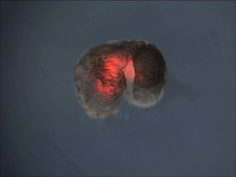 Xénobot par microscopie