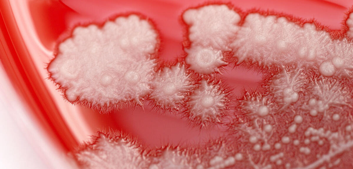 Colonies de Candida albicans (en blanc) sur un milieu nutritif gélifié et enrichi en sang dans une boîte de Petri