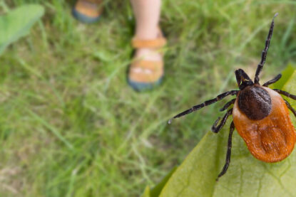 Une tique Ixodes ricinus sur une feuille semble menacer de sauter sur les pieds d’un enfant