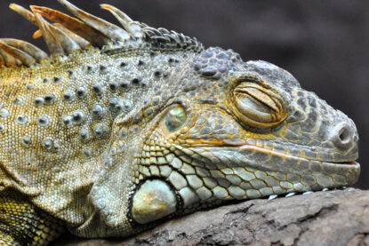 Un iguane assoupi