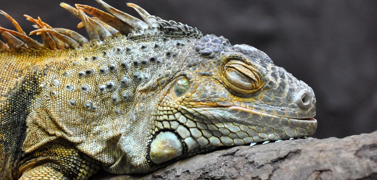 Un iguane assoupi