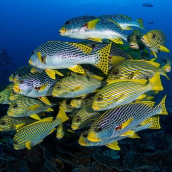 Poissons dans l'océan