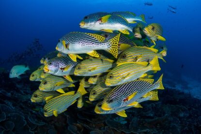 Poissons dans l'océan