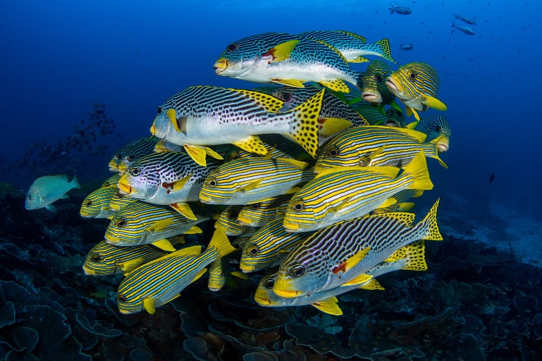 Poissons dans l'océan