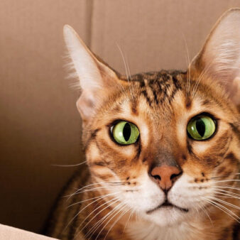 Un chat dans une boîte en carton nous regarde