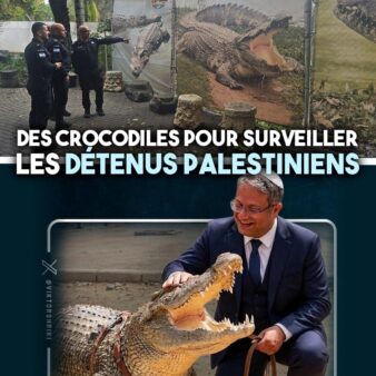 En Israël comme au États-Unis, des crocodiles pour intimider et déshumaniser les prisonniers, qu