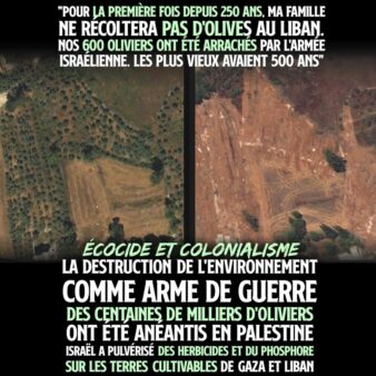 Les oliviers d