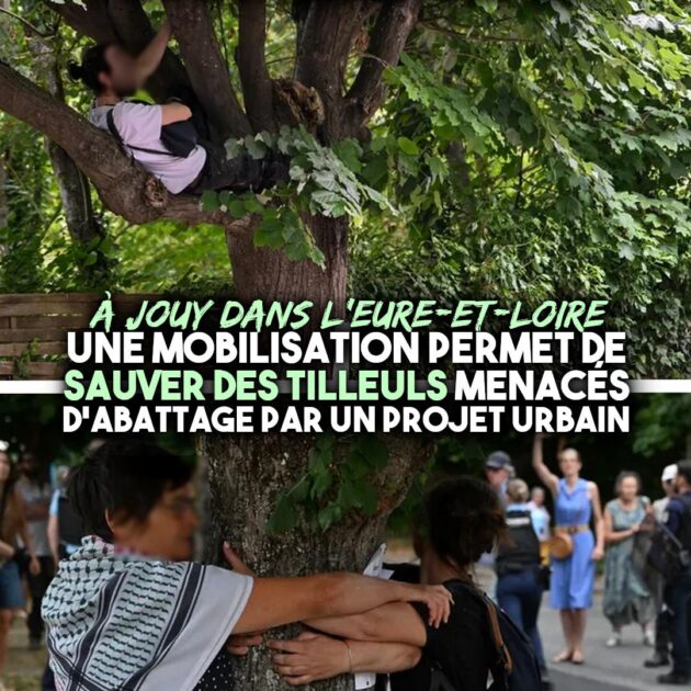 À Jouy, des riverains protègent des tilleuls tels des écureuils