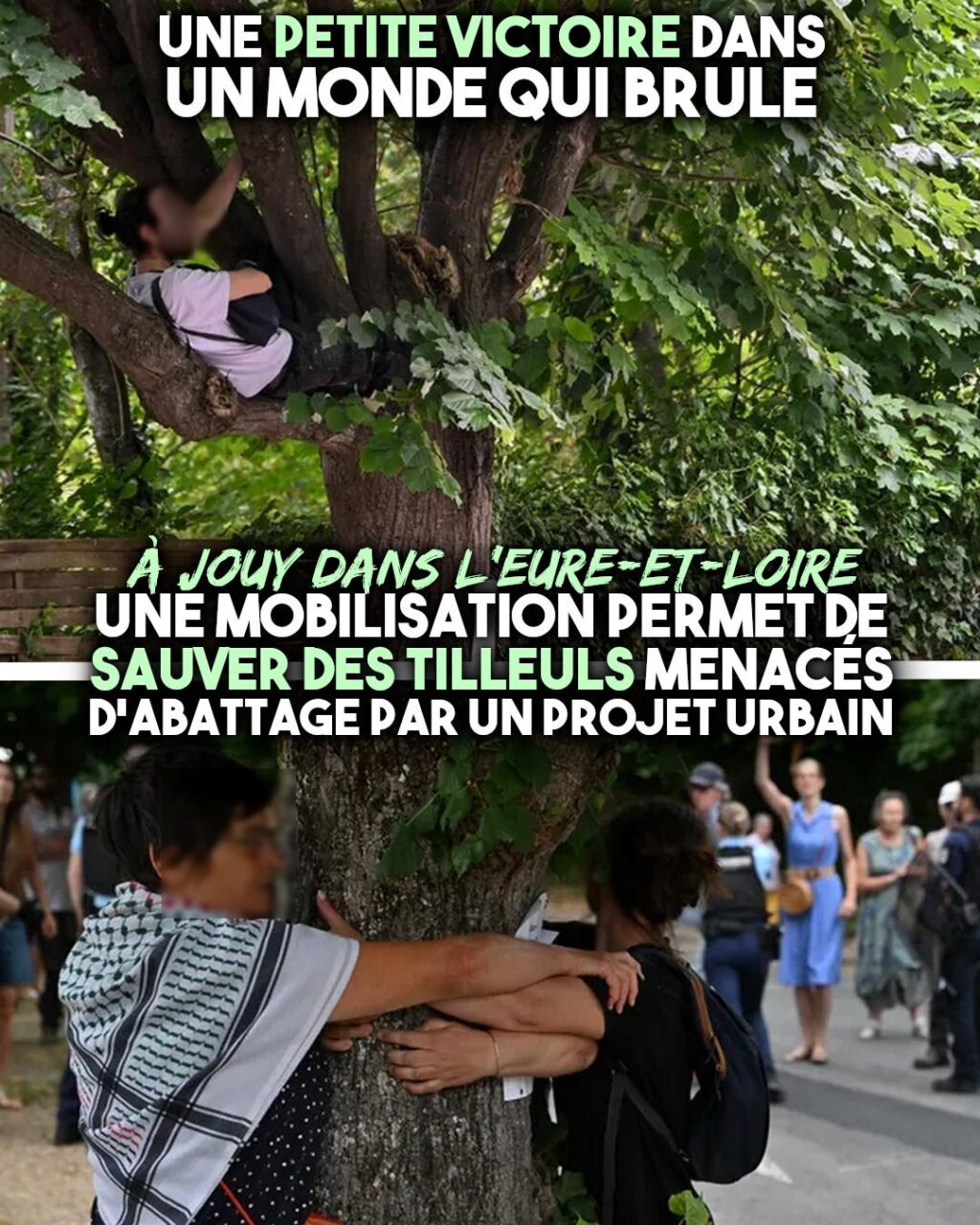 À Jouy, des riverains protègent des tilleuls tels des écureuils