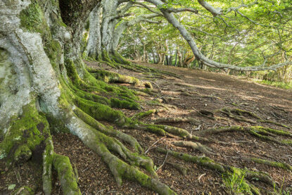 Racines, arbres, Parc Naturel Régional des Volcans d'Auvergne