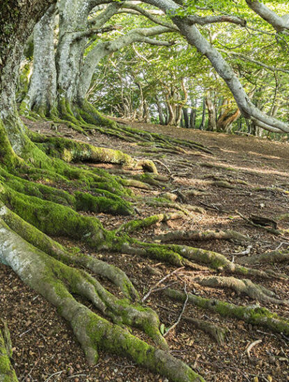 Racines, arbres, Parc Naturel Régional des Volcans d'Auvergne
