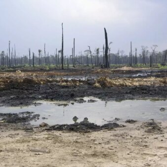 Paysage avec des arbres morts en arrière plan et en premier plan une zone desséchée et polluée par du pétrole