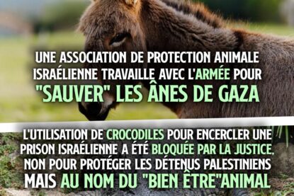 En haut un âne, en bas un crocodile : les droits des animaux préoccupent d